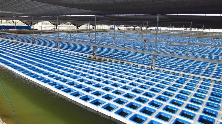 工厂化养殖全部实现循环水养殖,水产品抽检合格率达100%;建立养殖生产