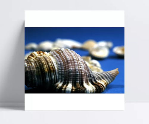 贝壳图片 贝壳,贝壳类,海产,海产品,海洋生物,生物世界,水产,水产类,水产品,水产画册 神秘的吴先生